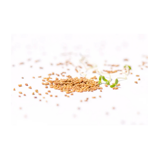 Alfalfa Sprossen / Luzerne - bio-swiss