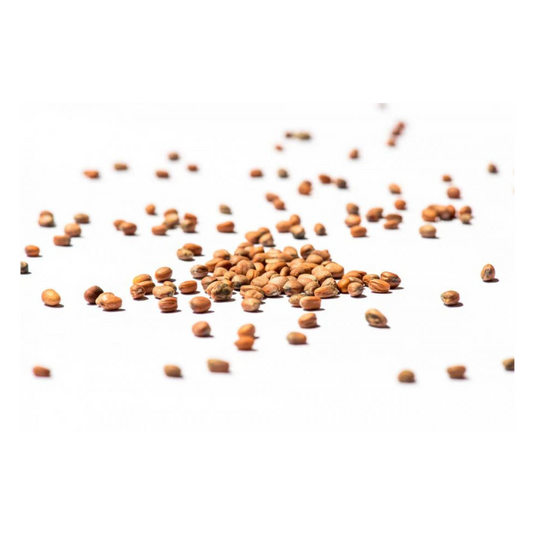 Rettich-Mix Sprossensamen - bio-swiss