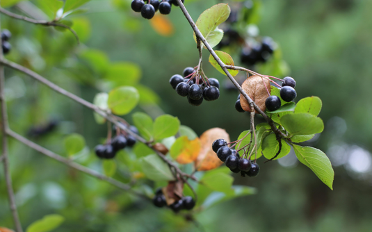 Aroniabeeren