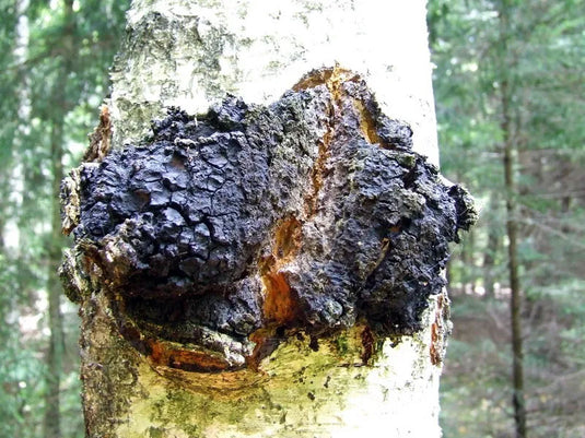 Chaga Vitalpilz - bio-swiss