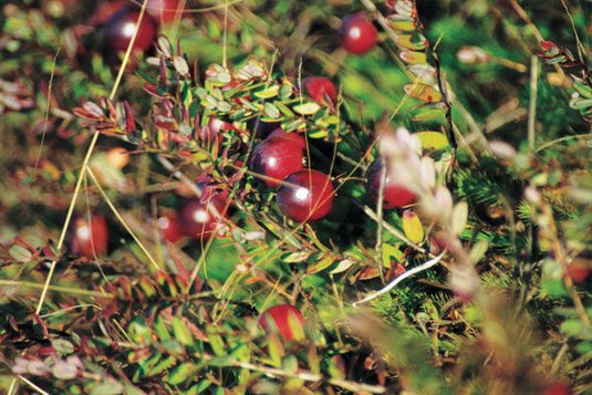 Cranberries - bio-swiss