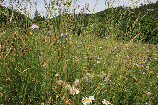 Heublumen Bad - bio-swiss