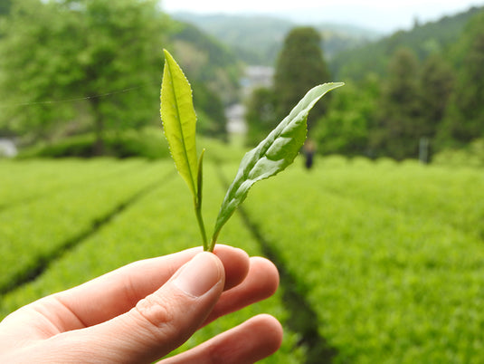 Matcha - bio-swiss